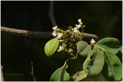 Dalbergia rubiginosa